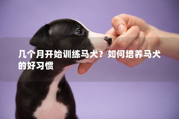 几个月开始训练马犬？如何培养马犬的好习惯