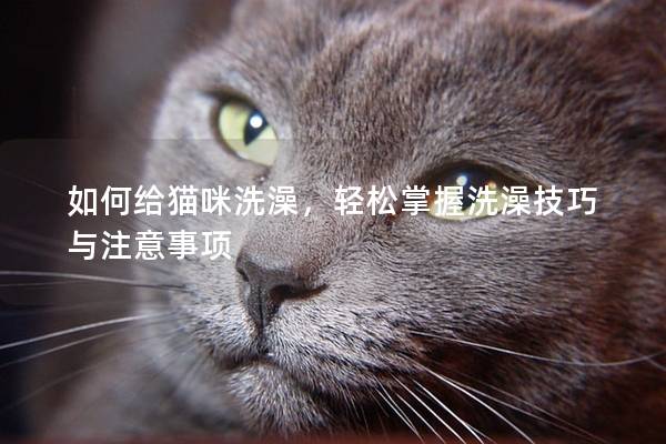 如何给猫咪洗澡，轻松掌握洗澡技巧与注意事项