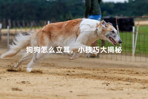 狗狗怎么立耳，小技巧大揭秘