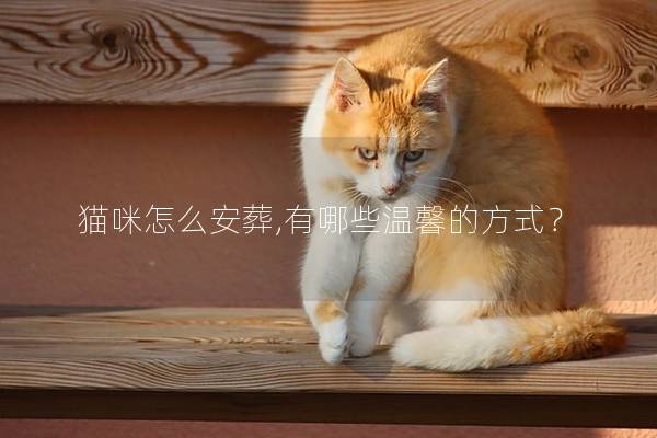 猫咪怎么安葬,有哪些温馨的方式？