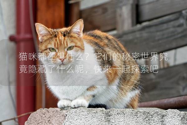 猫咪都在想什么？它们的秘密世界究竟隐藏了什么呢，快来一起探索吧