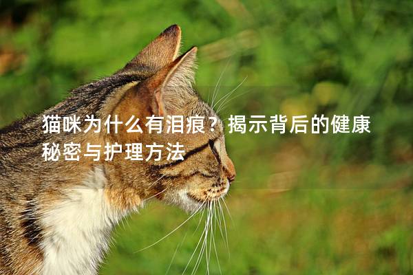 猫咪为什么有泪痕？揭示背后的健康秘密与护理方法