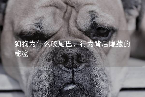 狗狗为什么咬尾巴，行为背后隐藏的秘密