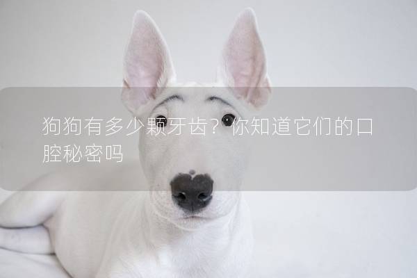 狗狗有多少颗牙齿？你知道它们的口腔秘密吗