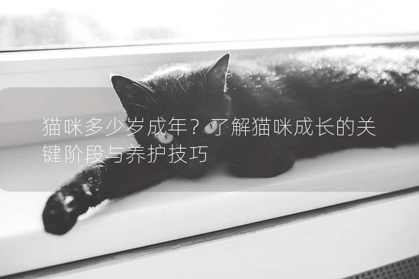 猫咪多少岁成年？了解猫咪成长的关键阶段与养护技巧