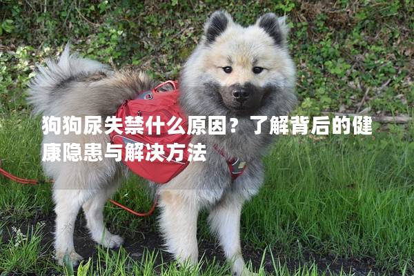 狗狗尿失禁什么原因？了解背后的健康隐患与解决方法