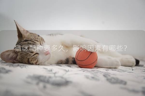 猫咪配种要多久，影响因素有哪些？