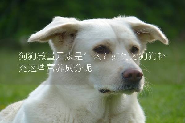 狗狗微量元素是什么？如何为狗狗补充这些营养成分呢