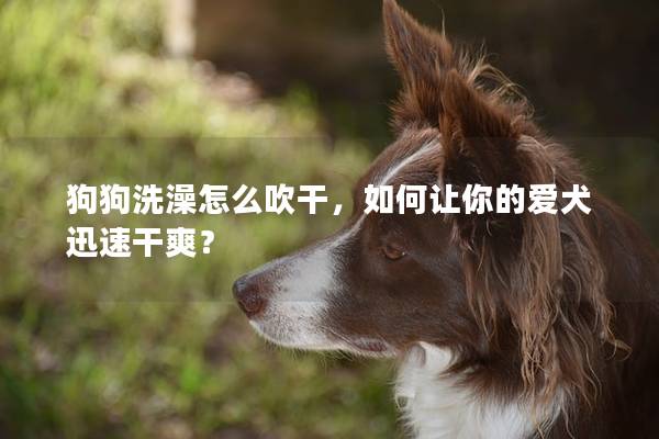 狗狗洗澡怎么吹干，如何让你的爱犬迅速干爽？