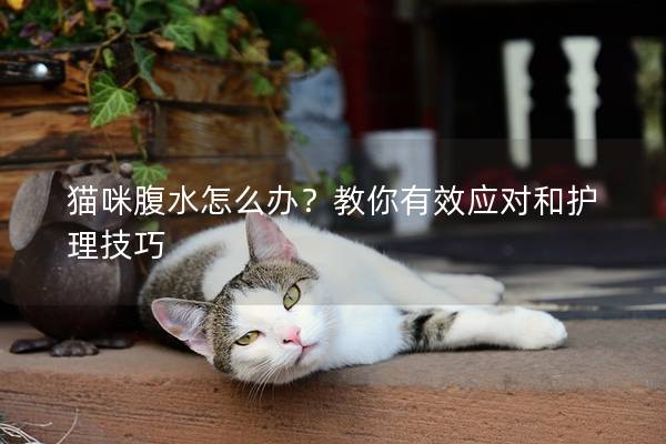 猫咪腹水怎么办？教你有效应对和护理技巧