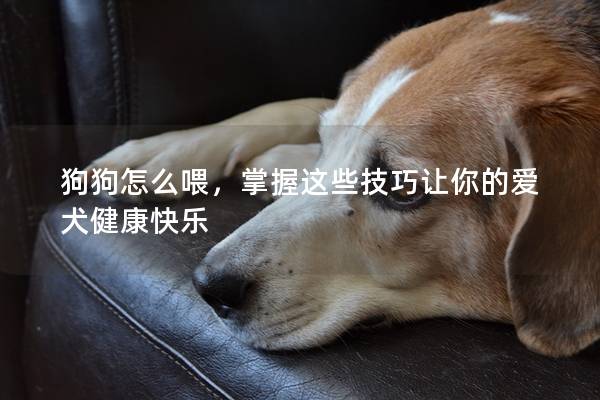 狗狗怎么喂，掌握这些技巧让你的爱犬健康快乐