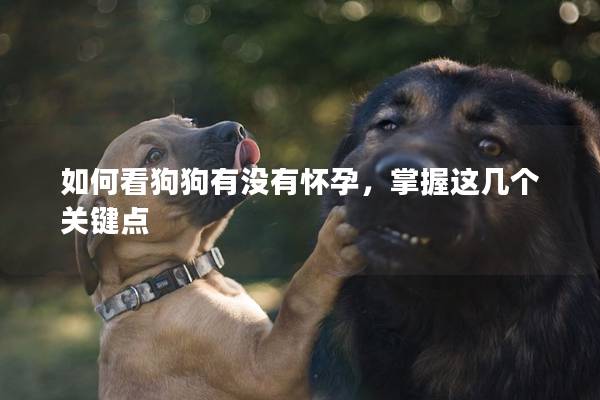 如何看狗狗有没有怀孕，掌握这几个关键点