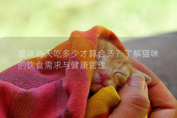 猫咪每天吃多少才算合适？了解猫咪的饮食需求与健康管理