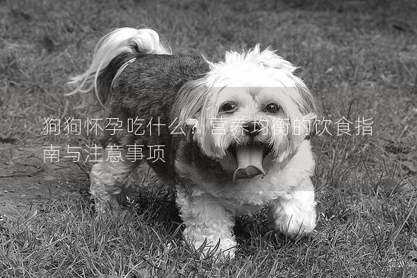 狗狗怀孕吃什么？营养均衡的饮食指南与注意事项
