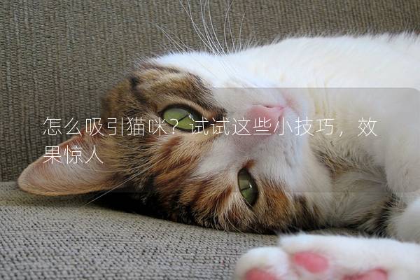 怎么吸引猫咪？试试这些小技巧，效果惊人
