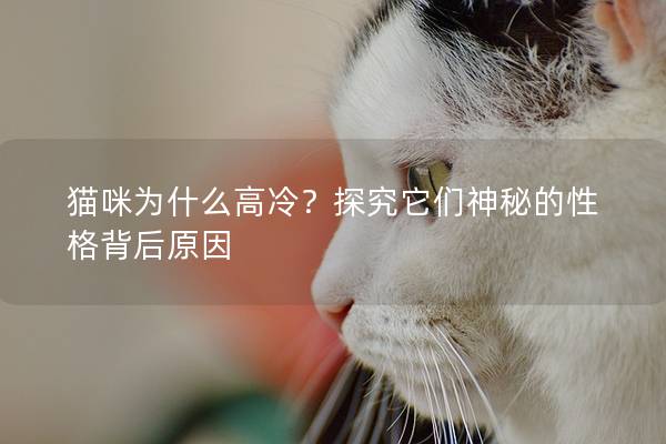 猫咪为什么高冷？探究它们神秘的性格背后原因