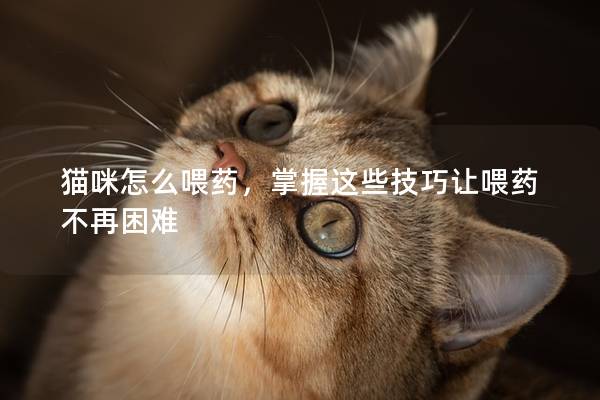 猫咪怎么喂药，掌握这些技巧让喂药不再困难