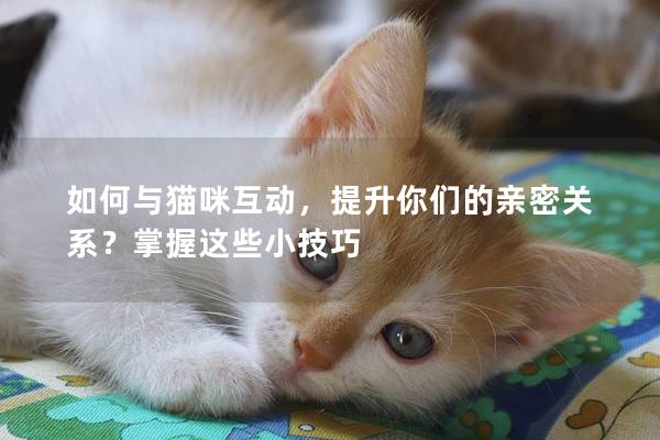 如何与猫咪互动，提升你们的亲密关系？掌握这些小技巧