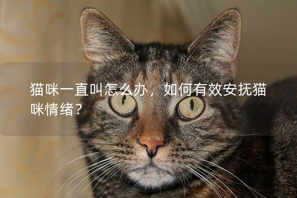 猫咪一直叫怎么办，如何有效安抚猫咪情绪？