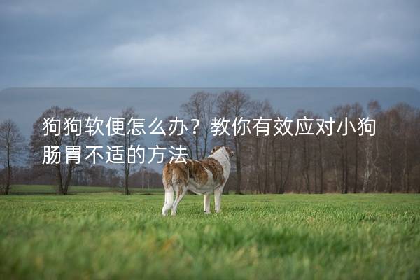 狗狗软便怎么办？教你有效应对小狗肠胃不适的方法