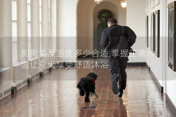狗狗洗澡温度多少合适,掌握正确水温让爱犬享受舒适沐浴