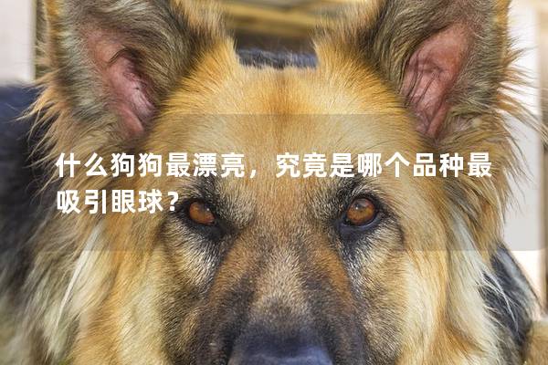 什么狗狗最漂亮，究竟是哪个品种最吸引眼球？