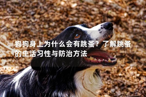 狗狗身上为什么会有跳蚤？了解跳蚤的生活习性与防治方法
