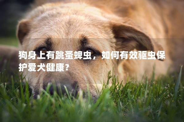 狗身上有跳蚤蜱虫，如何有效驱虫保护爱犬健康？