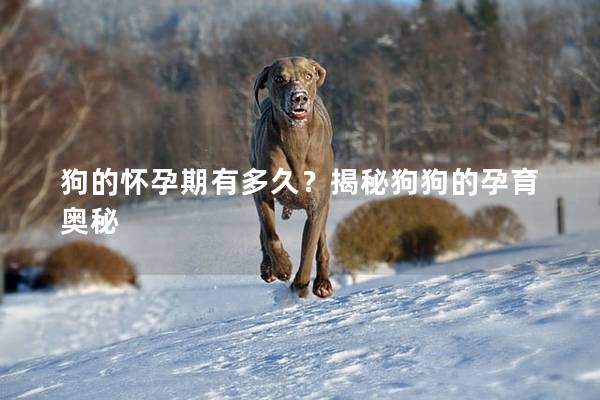 狗的怀孕期有多久？揭秘狗狗的孕育奥秘