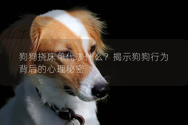 狗狗挠床单代表什么？揭示狗狗行为背后的心理秘密