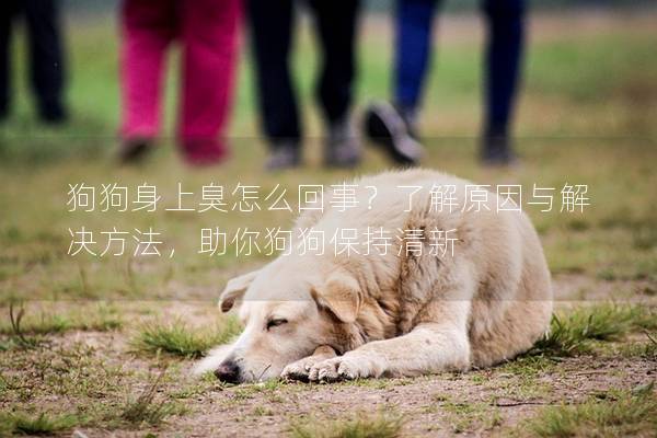 狗狗身上臭怎么回事？了解原因与解决方法，助你狗狗保持清新