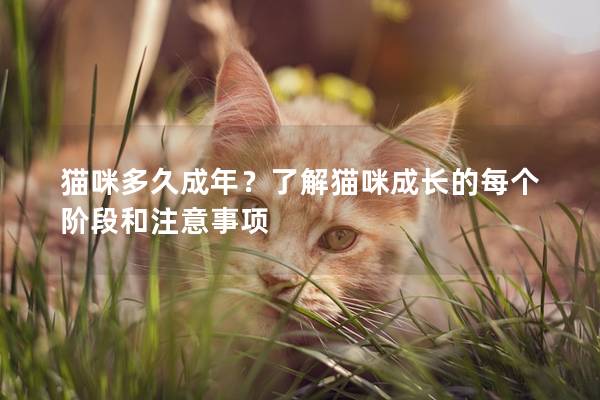 猫咪多久成年？了解猫咪成长的每个阶段和注意事项