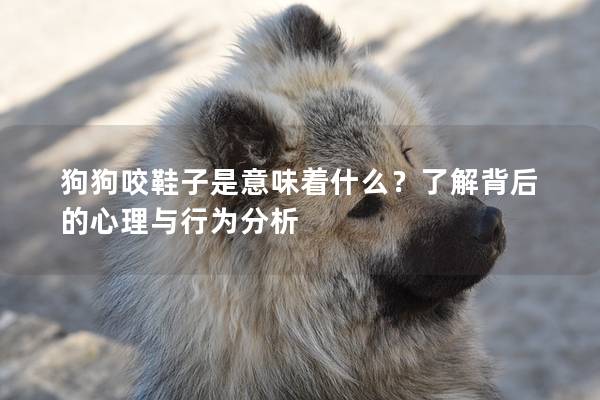 狗狗咬鞋子是意味着什么？了解背后的心理与行为分析