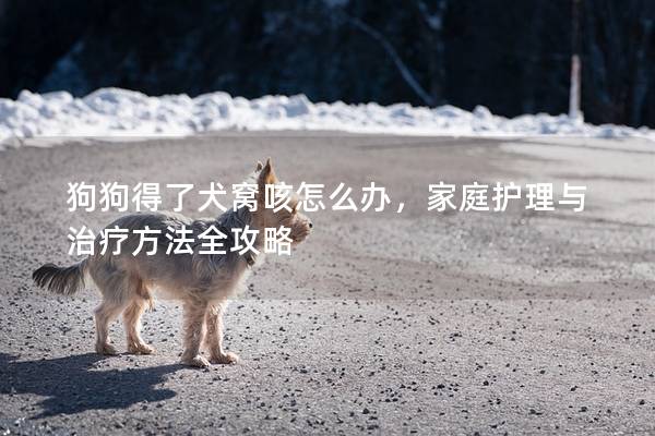 狗狗得了犬窝咳怎么办，家庭护理与治疗方法全攻略