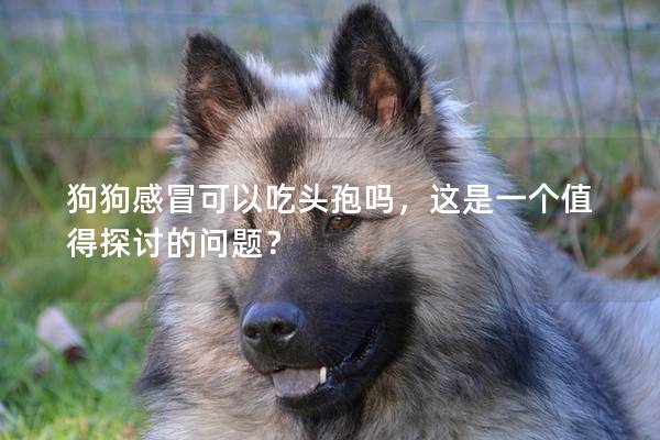 狗狗感冒可以吃头孢吗，这是一个值得探讨的问题？