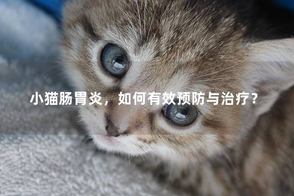 小猫肠胃炎，如何有效预防与治疗？