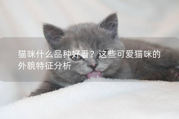 猫咪什么品种好看？这些可爱猫咪的外貌特征分析