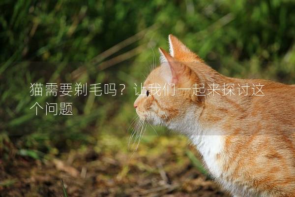 猫需要剃毛吗？让我们一起来探讨这个问题