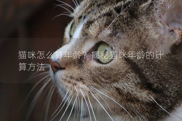 猫咪怎么算年龄？揭秘猫咪年龄的计算方法