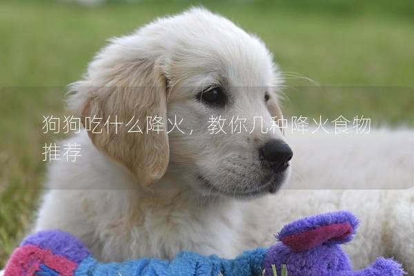 狗狗吃什么降火，教你几种降火食物推荐