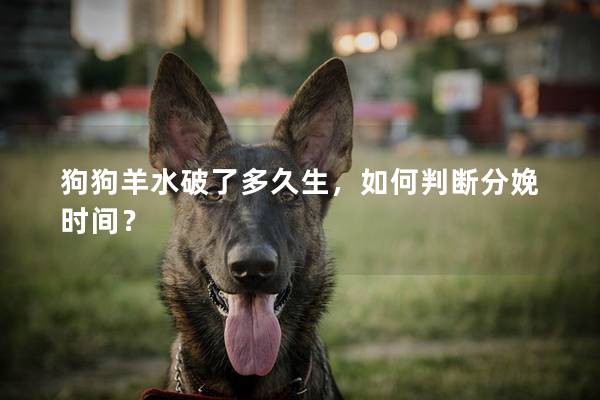 狗狗羊水破了多久生，如何判断分娩时间？