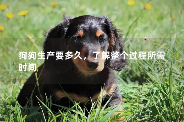 狗狗生产要多久，了解整个过程所需时间