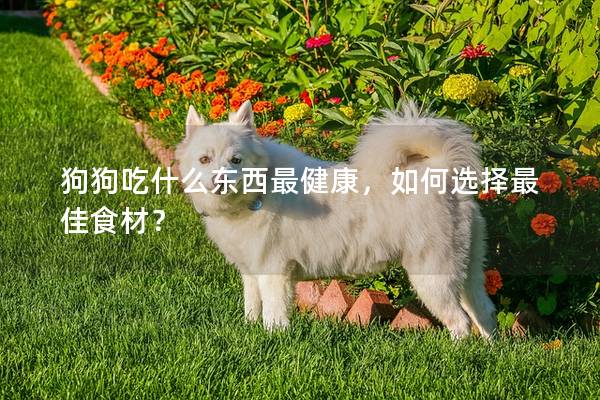 狗狗吃什么东西最健康，如何选择最佳食材？
