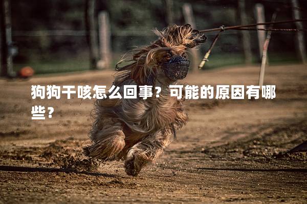 狗狗干咳怎么回事？可能的原因有哪些？