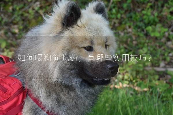 如何喂狗狗吃药，有哪些实用技巧？