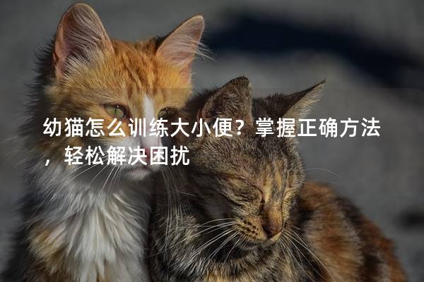 幼猫怎么训练大小便？掌握正确方法，轻松解决困扰