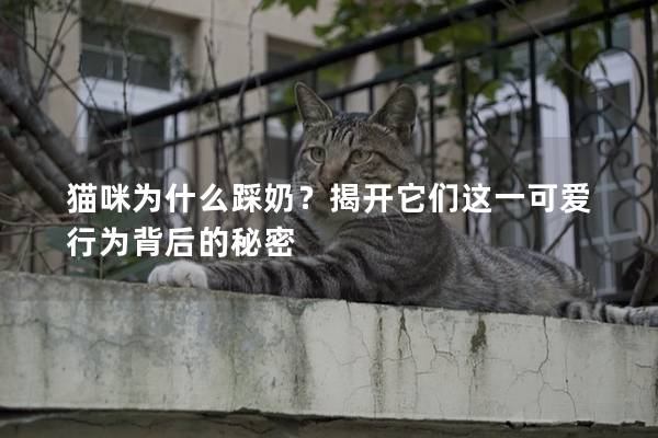 猫咪为什么踩奶？揭开它们这一可爱行为背后的秘密
