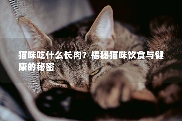 猫咪吃什么长肉？揭秘猫咪饮食与健康的秘密