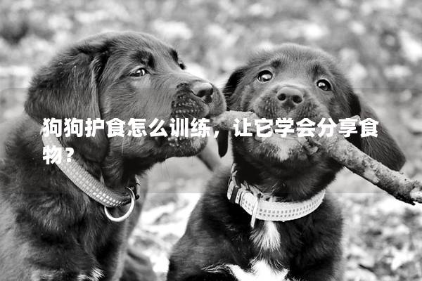 狗狗护食怎么训练，让它学会分享食物？