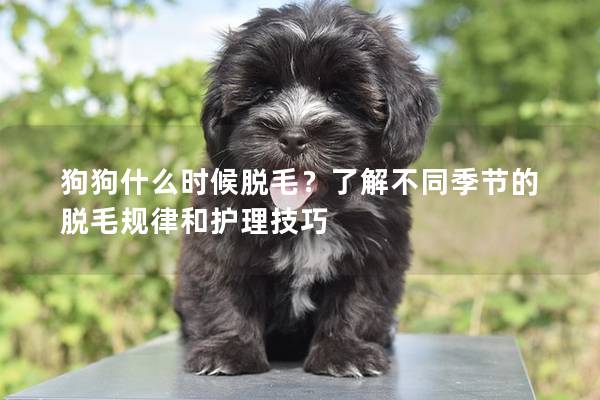 狗狗什么时候脱毛？了解不同季节的脱毛规律和护理技巧